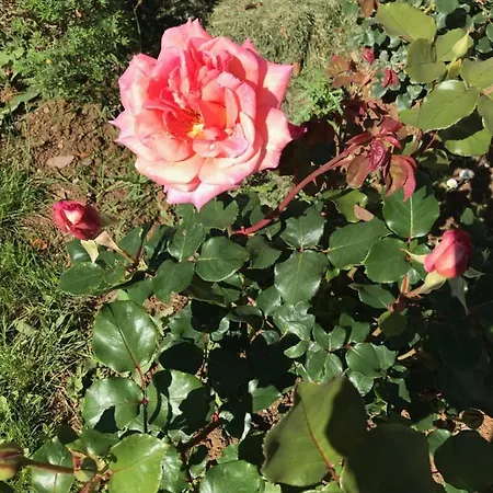 Maison Blanche En Cote De Nacre * Mathieu