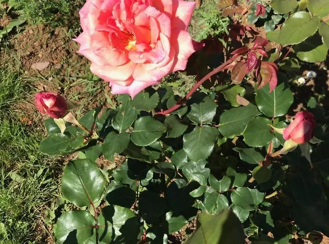 Maison Blanche En Cote De Nacre * Mathieu